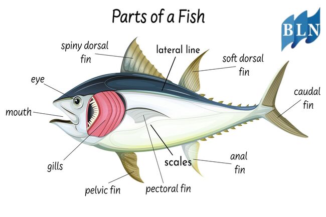 External Anatomy of Fish